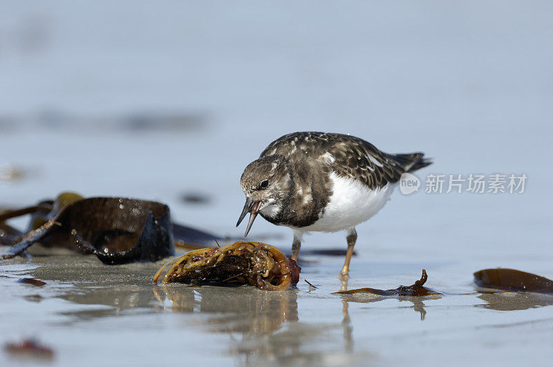 红润turnstone (Arenaria翻译)